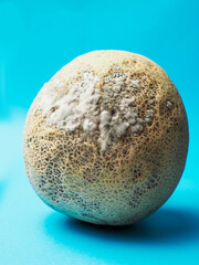 Rotten melon with fungus on blue gradient background. Organic agriculture product. Cantaloupe with mold. Abstract planet surface. Excess food use.