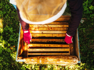 Top down view on beekeeper extracting wooden frame with honeycomb from beehive. Selective focus....