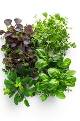 Assortment of edible green herbs featuring basil and other aromatic plants on a white backdrop. Variety of green culinary herbs ideal for healthy cuisine and food styling.