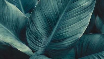 close up macro nature exotic bright blue green leave texture tropical jungle plant spathiphyllum cannifolium in dark background curve leaf floral botanical desktop wallpaper website cover backdrop