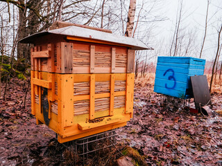 Yellow and blue beehives after winter season. Active bees by entrance of the beehive, on blue one...
