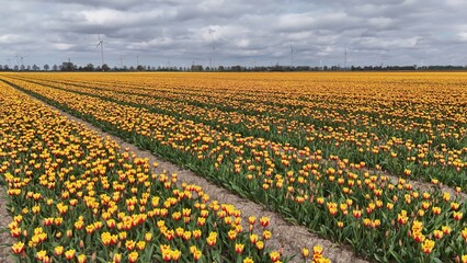 Vibrant tulip field with rows of yellow and red flowers under a cloudy sky, with wind turbines in the background, showcasing renewable energy and natural beauty.