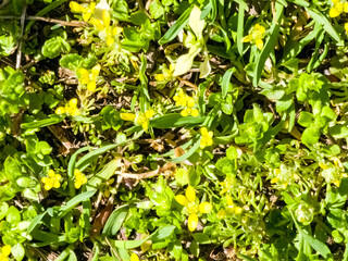 Moneywort, Lysimachia nummularia, Goldilocks plants in the garden