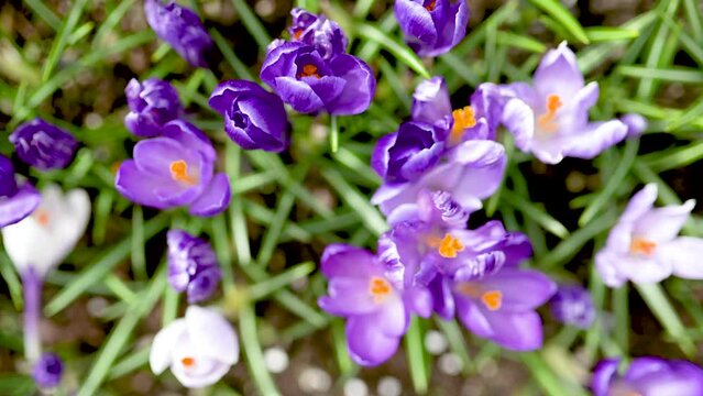 Blooming crocus flowers in the park. Close-up top-down slow motion footage.