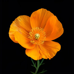 orange flower isolated on black background