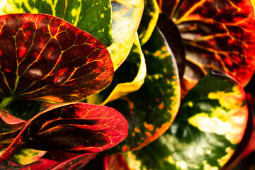 A close up of a plant with red, yellow and green leaves © SAKCHAI