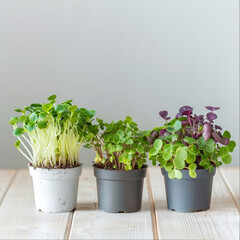 A set of three rustic pots containing lush microgreens placed on a wooden surface, emphasizing organic cultivation. Neutral background perfect for culinary themes.