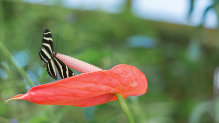 Zebra Longwing Butterfly’s Graceful Perch