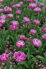 Tulips magenta flower-bed