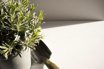 A flowerpot with green lavender is shot on a white background. Close-up. In the background is a...