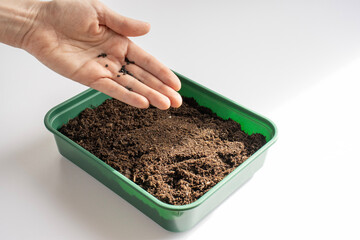 A woman's hand sows seeds into a sprouter. The soil in a green flowerpot is top view. Close-up on a...