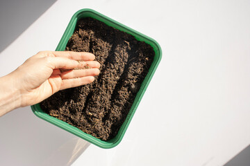 A woman's hand sows seeds into a sprouter. The soil in a green flowerpot is top view. Close-up on a...