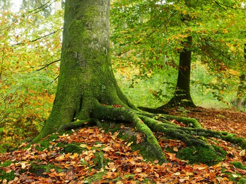Common beech (Fagus sylvatica), roots form in the ground and give the tree a secure footing, North Rhine-Westphalia, Germany, Europe