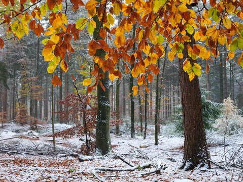 Leaves of the copper beech (Fagus sylvatica) in the autumn forest at the first snow, North Rhine-Westphalia, Germany, Europe