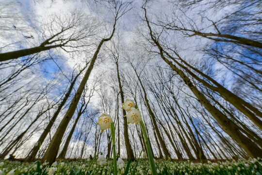 View upwards through spring snowflake (Leucojum vernum) in the forest against the blue sky, Lower Saxony, Germany, Europe