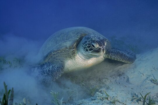 Green turtle (Chelonia mydas) lying on the bottom, stirring up sand, dive site Marsa Shona Reef, Egypt, Red Sea, Africa