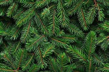 Fototapeta na wymiar Seamless pattern of green fir tree branches, Christmas holiday background texture without decorations