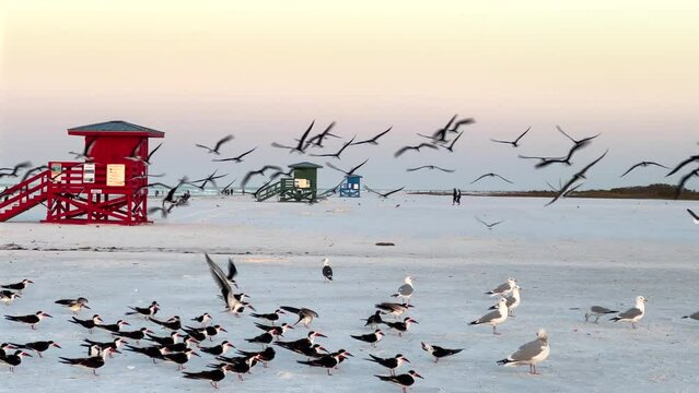 People and seagulls at tropical beach early morning