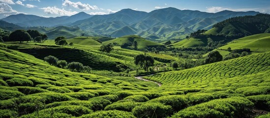 Scenic View of Lush Green Tea Plantation Hills - 781653496