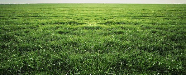 Obraz premium A large green grass field 