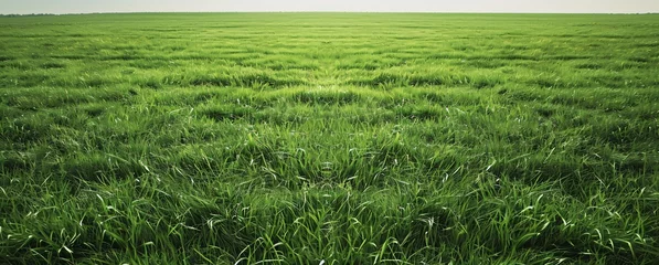 Poster Herbe A large green grass field 