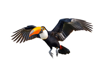 Avian Toucan in Full Flight Mode, Isolated on Transparent Background, PNG
