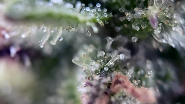 Magic Close up Marijuana capturing the delicate dewdrops on cannabis trichomes 
