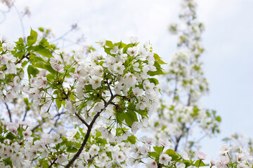 Branches of sakura flowers, cherry blossom