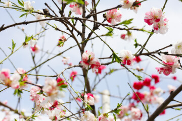 Fototapeta premium Branches of sakura flowers, cherry blossom