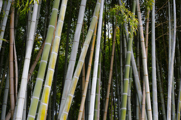 Obraz premium Bamboo trees, Bamboo forest in Kamakura, Tokyo, Japan