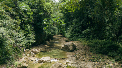 river trekking, stream in the forest, green landscape background