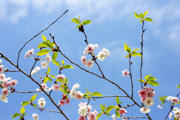 Branches of sakura flowers, cherry blossom