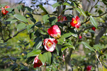 Beautiful camellia flower on tree. The Expo 70 Commemorative Park, Osaka, Japan