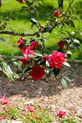 Beautiful camellia flower on tree. The Expo 70 Commemorative Park, Osaka, Japan