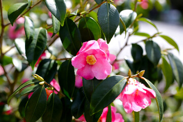 Beautiful camellia flower on tree. The Expo 70 Commemorative Park, Osaka, Japan