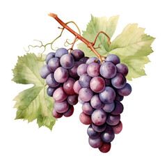 Fototapeta premium Croatian Grapes Watercolor Illustration