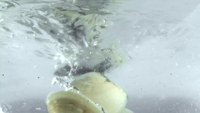 Super slow motion fresh vongole. High quality FullHD footage