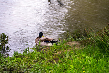 Male mallard duck on the shore of a lake in spring