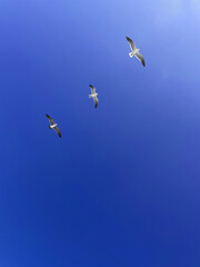 Gaviotas en la playa, desde abajo