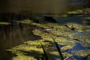 birds hunting in swamp