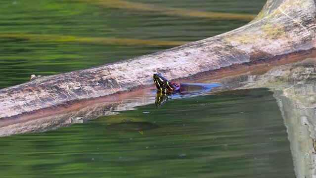 Painted Turtles climb up onto a log to sun themselves during a very warm day in early April.  Aqua-Terra Wilderness Atea is a park in Broome County NY.