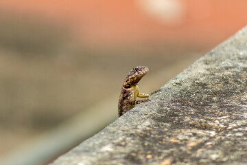 lizard on the rock in Venezuela