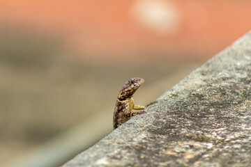 lizard on the rock in Venezuela