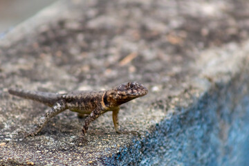 lizard on the rock in Venezuela