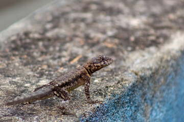 lizard on the rock in Venezuela