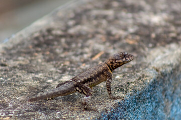 lizard on the rock in Venezuela
