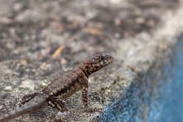 lizard on the rock in Venezuela