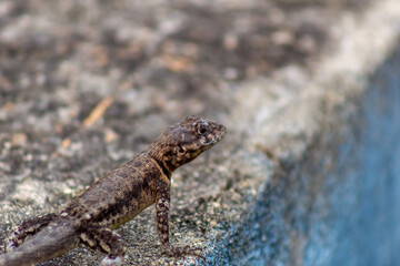 lizard on the rock in Venezuela
