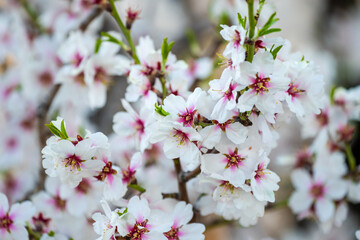 The blossoming white apricot tree, a beautiful picture of nature