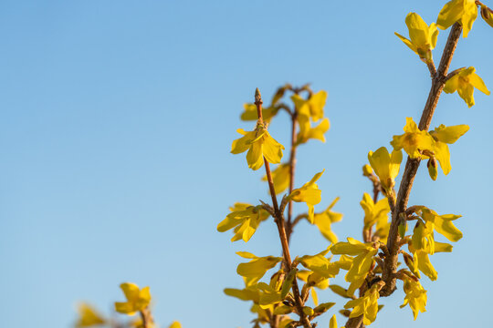 Small yellow beautiful flowers, blue sky background, stock photo
